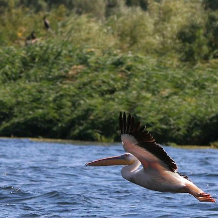 מלון מחמודיה Delta Pontoon מראה חיצוני תמונה