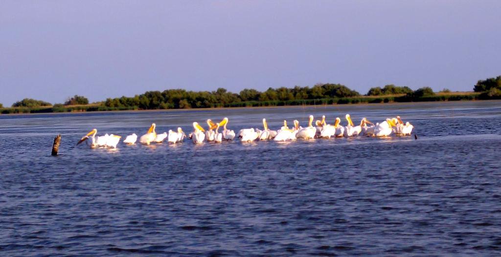 מלון מחמודיה Delta Pontoon מראה חיצוני תמונה