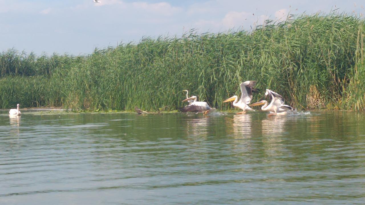 מלון מחמודיה Delta Pontoon מראה חיצוני תמונה