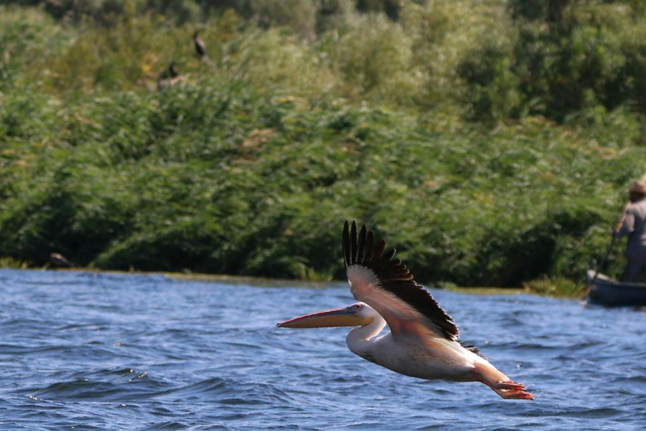 מלון מחמודיה Delta Pontoon מראה חיצוני תמונה