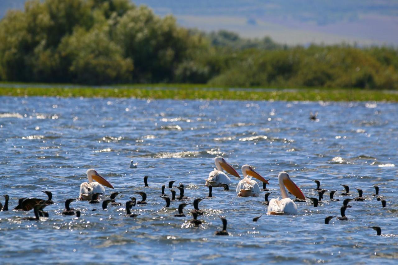 מלון מחמודיה Delta Pontoon מראה חיצוני תמונה